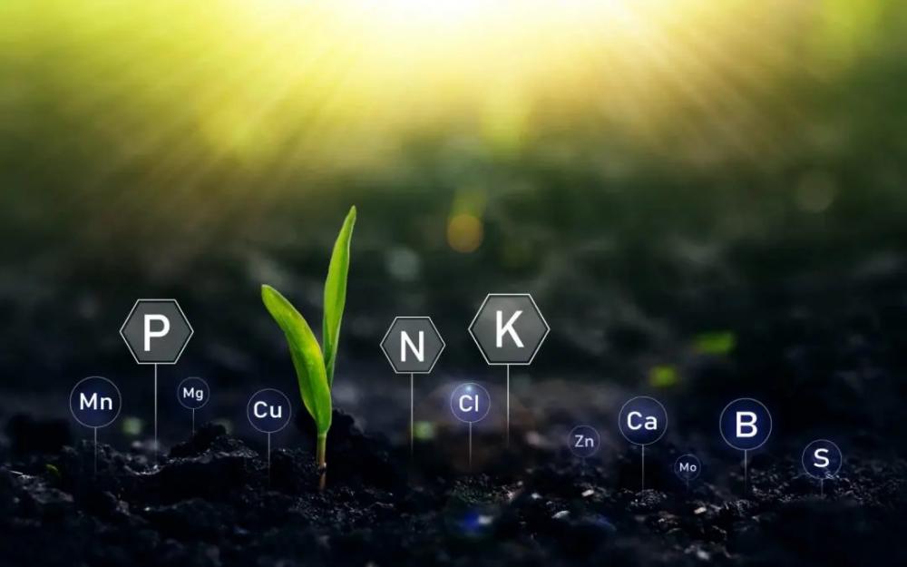 Agro brasileiro produz Safra Recorde por preços baixos de fertilizantes