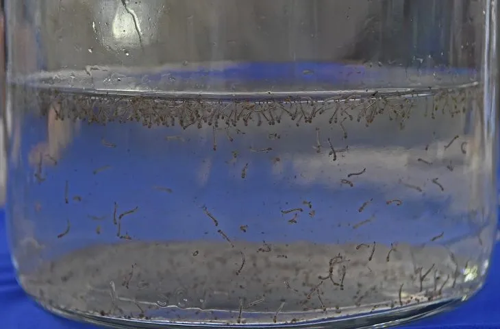 Alerta para a chikungunya em Mato Grosso do Sul: Cuidados urgentes durante a estação chuvosa