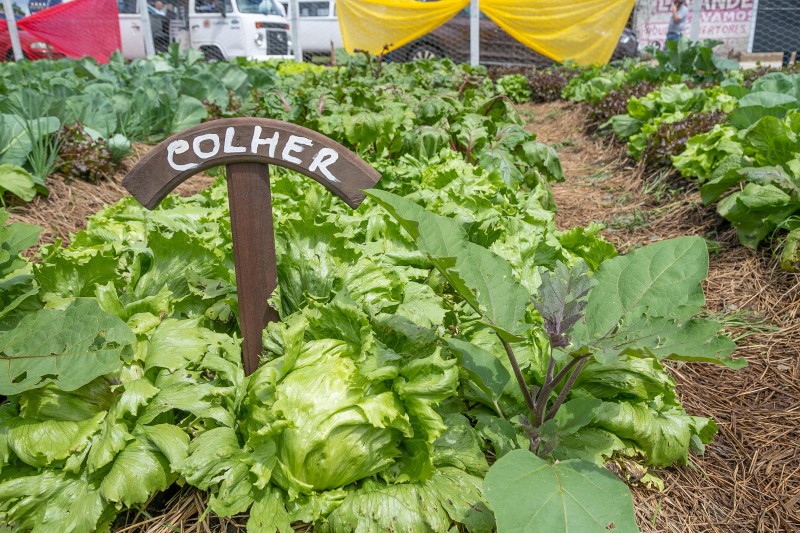 Copel inaugura em Curitiba mais uma horta comunitária do Programa Cultivar Energia