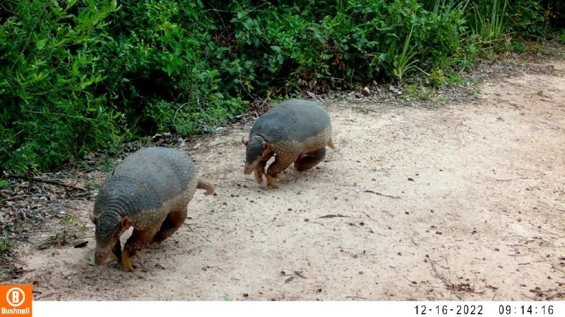 Tatu-canastra é gravado por câmeras de monitoramento da Sema-MT - Foto por: Sema-MT