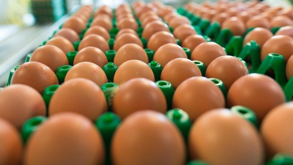 Inflação nos EUA impulsiona contrabando de ovos na fronteira com México e Canadá