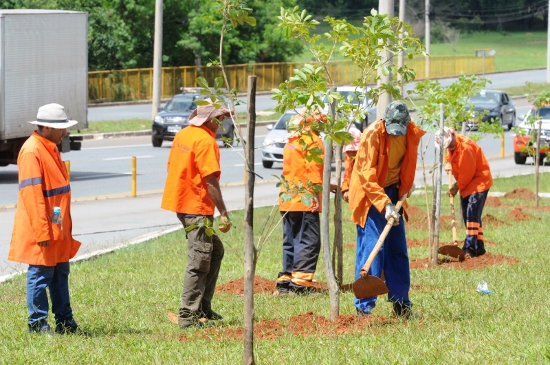 Chuvas aceleram o plantio de mudas nas cidades