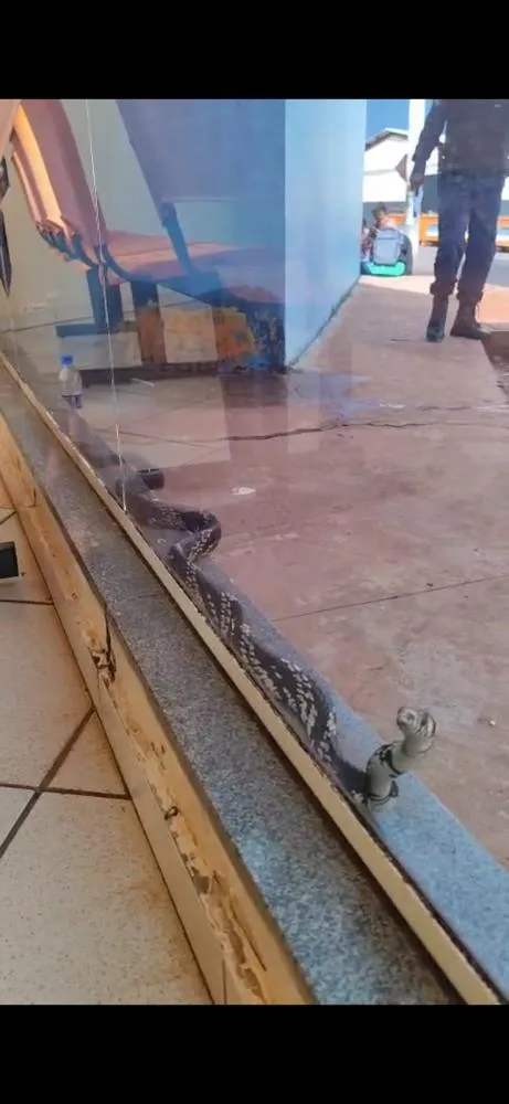 Descaso total: Após caos na saúde, agora são os bichos peçonhentos que ameaçam a população