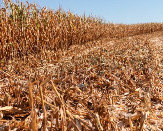 Safra do RS enfrenta estigem e perdas de milho sequeiro
