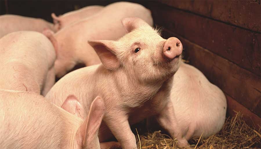 RS registra casos de 