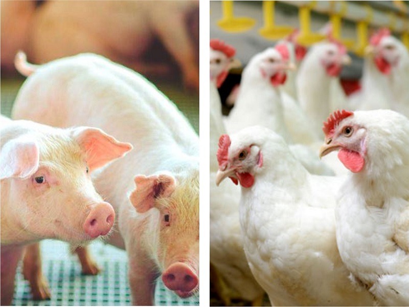 RS exportou 1,02 mi de ton de carne suína e frango em 2022