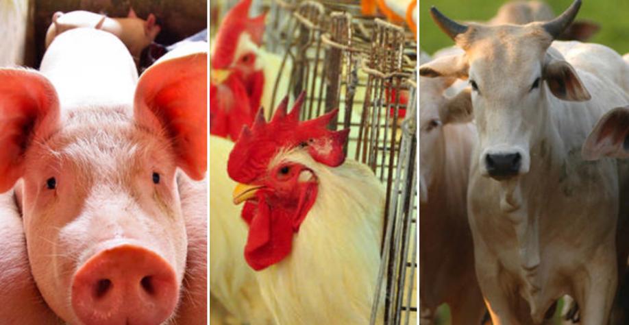 Produção de carnes deve aumentar 23% até 2031