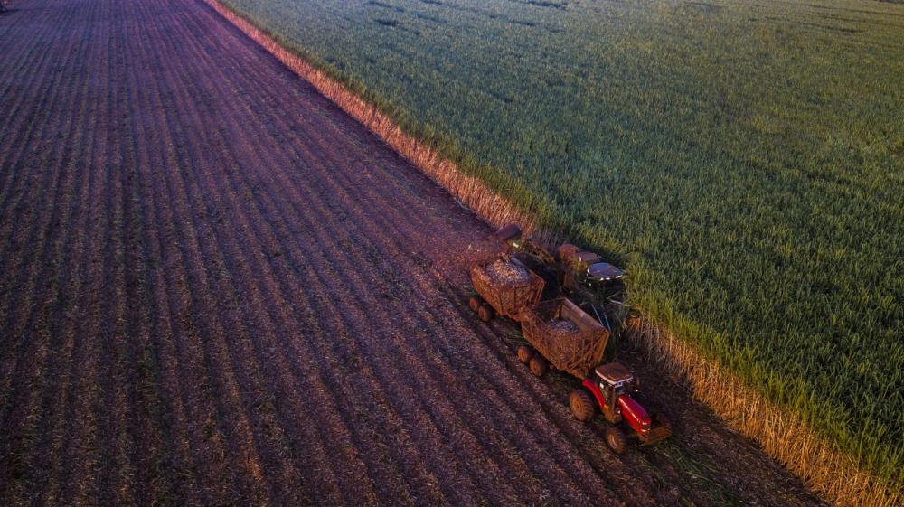 Bungue aumenta produtividade da cana com uso de fertilizantes minerais