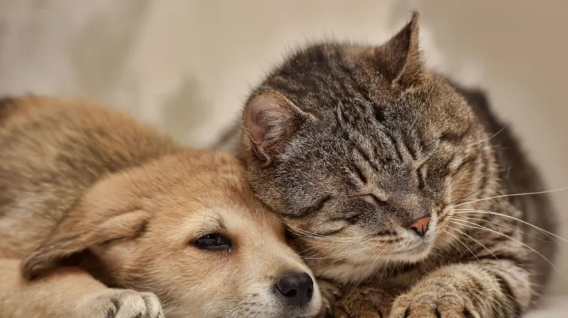 Lula lança SinPatinhas e ProPatinhas em iniciativa inédita para proteção animal