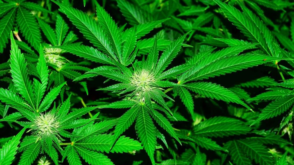 Pesquisadores revelam que bissexuais usam cannabis com mais frequência