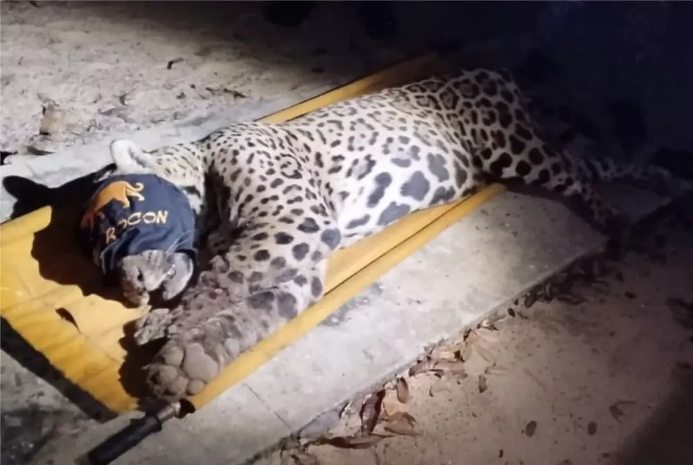 Onça que atacou caseiro no Pantanal é capturada e será transferida para avaliação em Campo Grande