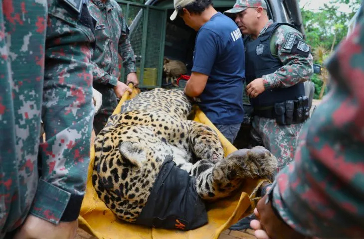 Onça-pintada capturada no Pantanal recebe atendimento especializado após descoberta de alterações nos órgãos