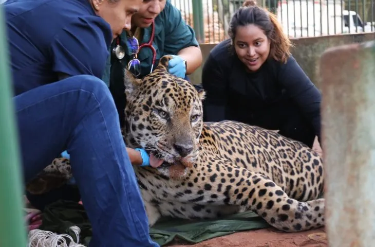 Onça-pintada ganha 13 kg e é transferida para santuário em SP