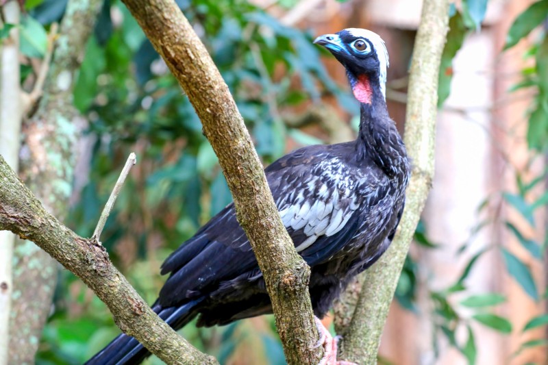 Nascidas no Zoo, aves ajudarão na conservação da espécie