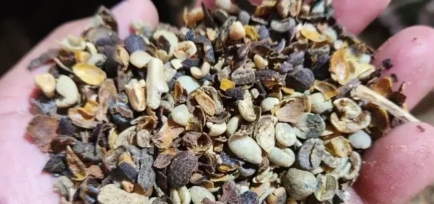 Alerta do Mapa: Cafés de três marcas são declarados impróprios para consumo