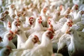 Influenza aviária descartada em MS: Iagro reforça vigilância em todo o estado