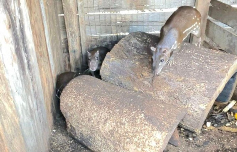 Sema e PM soltam 5 pacas resgatadas em cativeiro em Tabaporã - Foto por: Sema/MT