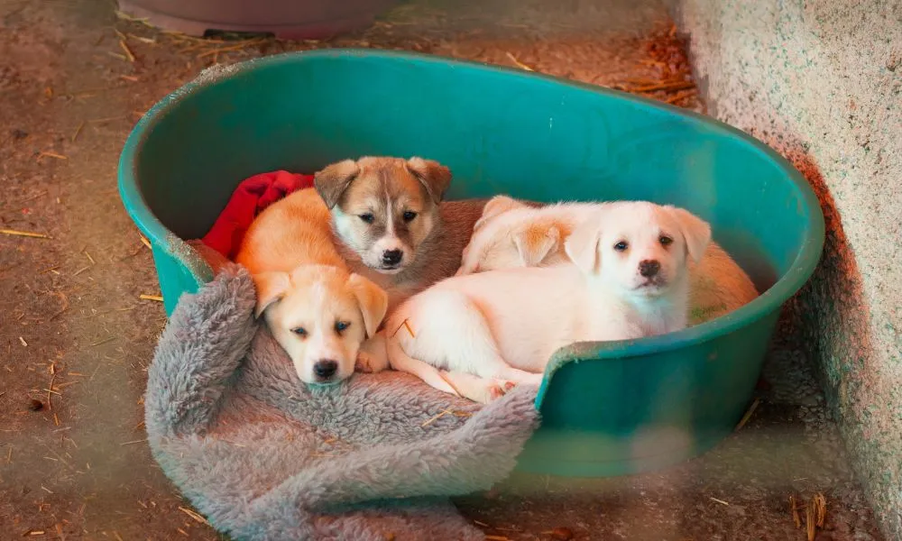 Pets e tutores: projeto busca unir famílias completas em abrigos durante calamidades