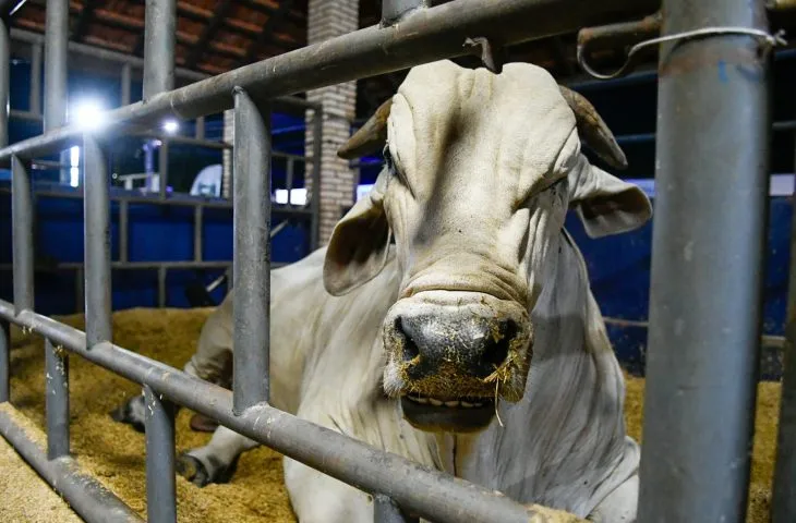 Mato Grosso do Sul alcança status histórico de área livre de febre aftosa sem vacinação