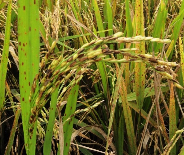 Brusone afeta a produção de arroz e contribui para aumento de preços