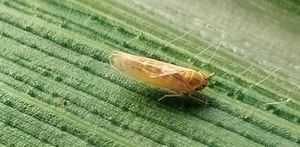 Manejo da cigarrinha-do-milho reduz prejuízos nas lavouras