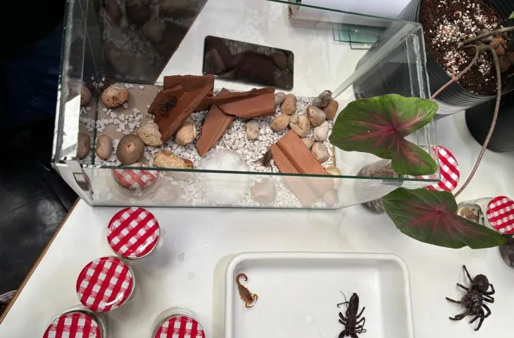 Escorpiões dominam notificações de acidentes em MS: 75% dos casos são atribuídos ao animal