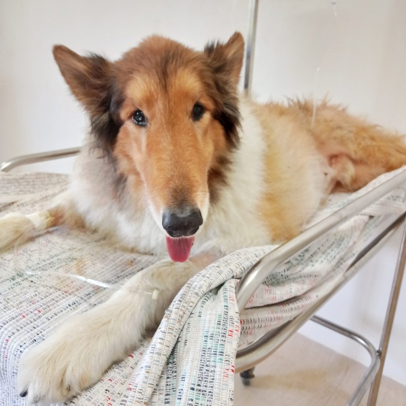 Novas vagas para castração de cães e gatos abrem nesta quarta (1º)