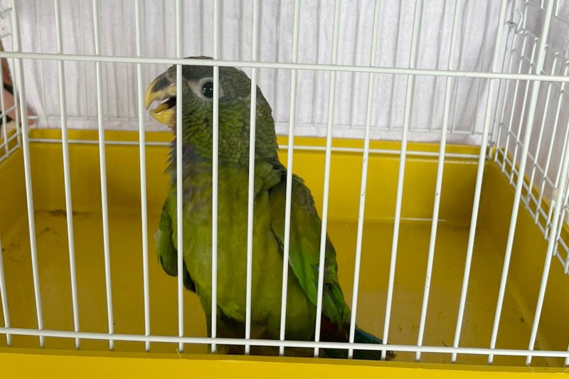 Técnicos do IAT resgatam maitaca-verde ferida na zona rural de Pitanga