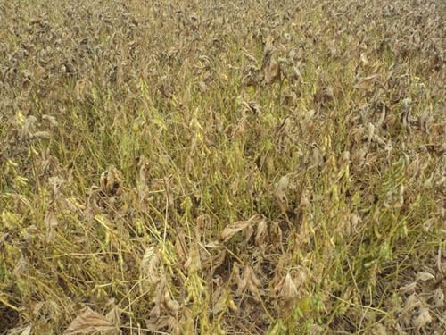 Dessecação pré-colheita mostra eficácia sem diminuir o rendimento