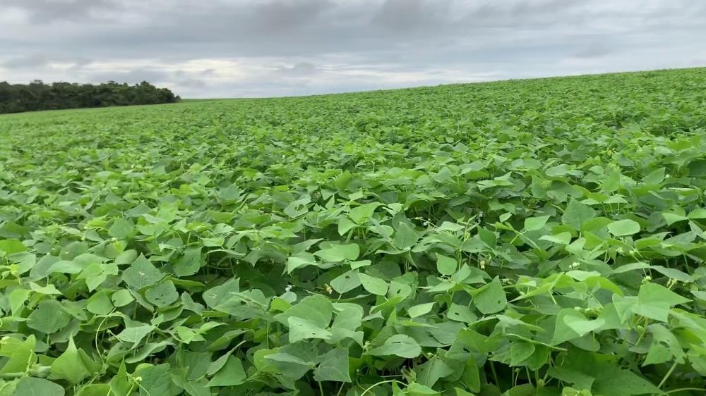 Produção de feijão do Distrito Federal é a maior em três anos