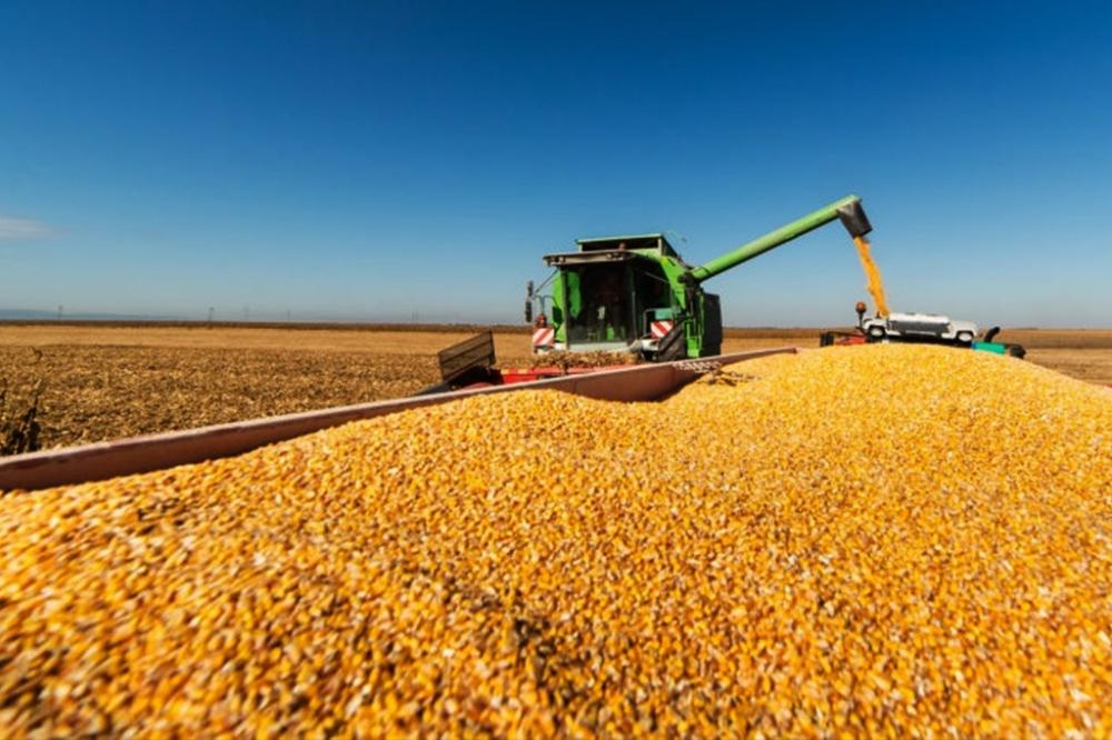 Oferta de milho no Brasil pode atingir 130,5 mi de toneladas em 2023