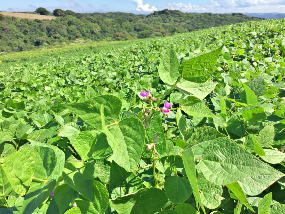 Novo inoculante para cultivo de feijão usa microrganismos vivos