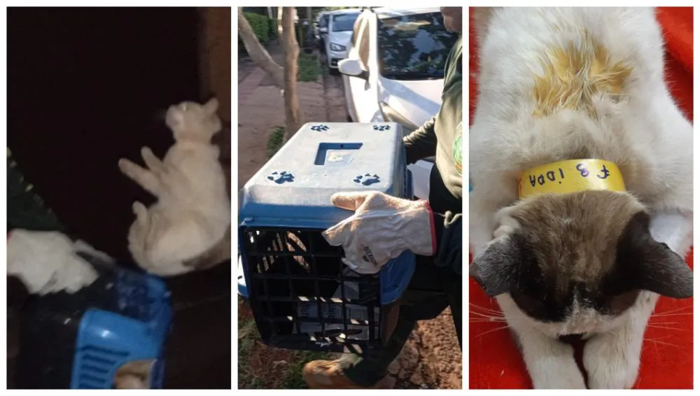 Projeto de castração gratuita começa em Campo Grande e busca controlar população de animais de rua