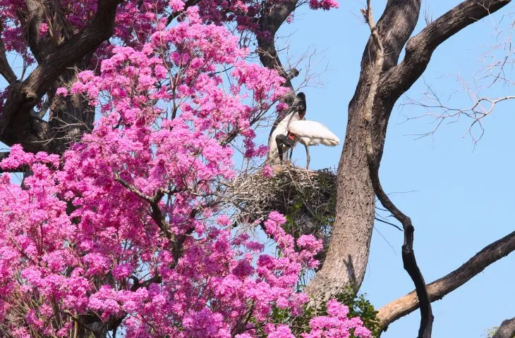 MS lança edital para pagar até R$ 100 mil a produtores que preservarem vegetação no Pantanal