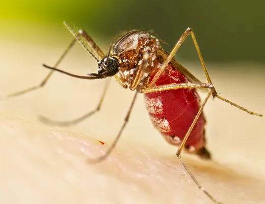 Alerta global: OMS prevê nova onda de chikungunya com risco de milhares de mortes