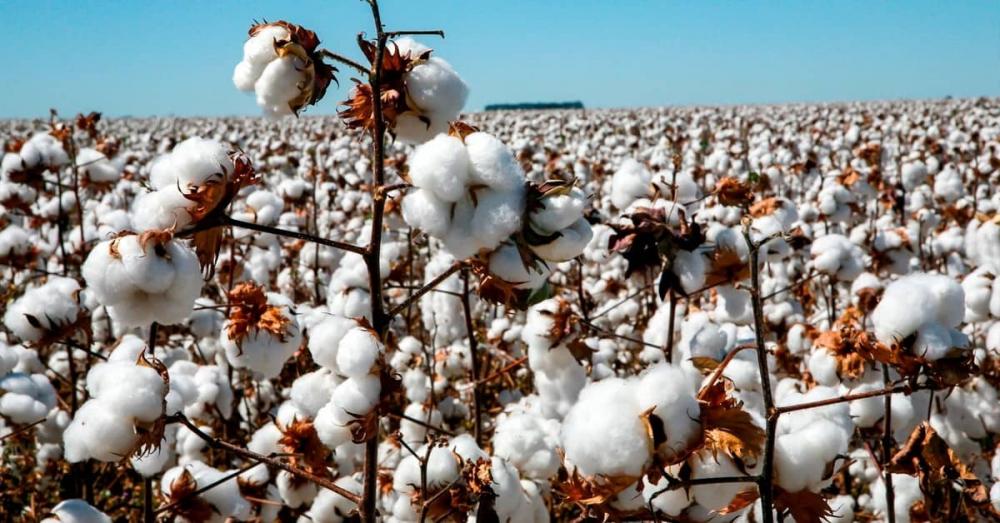 Abrapa: demanda do USDA reduz produção mundial de algodão