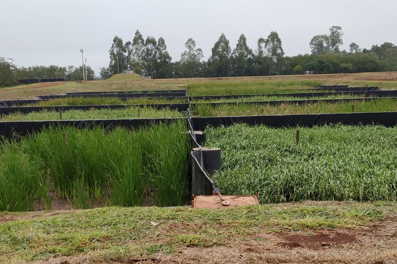 Sanepar implanta solução baseada na natureza para tratar lodo de esgoto de Santa Helena