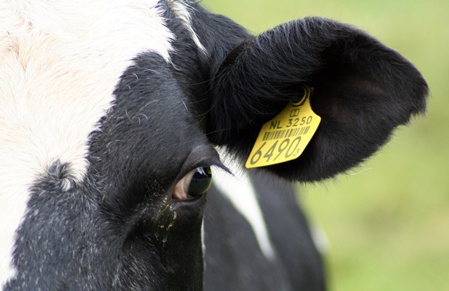 CNA debate sistema de rastreabilidade individual de bovinos e bubalinos