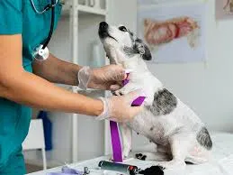 Campo Grande é obrigada pelo TJMS a oferecer atendimento veterinário 24h