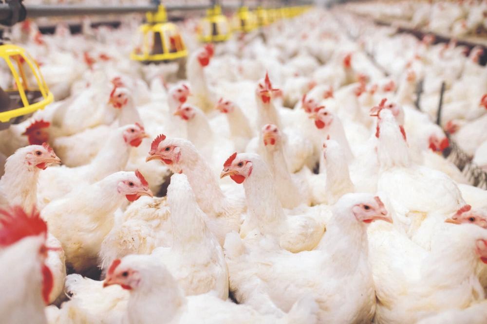 Gripe Aviária atinge 8 países da fronteira com Brasil