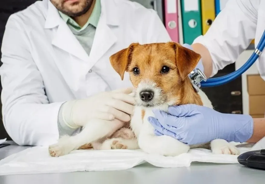 Campo Grande mira controle da população de cães e gatos e abre credenciamento para clínicas