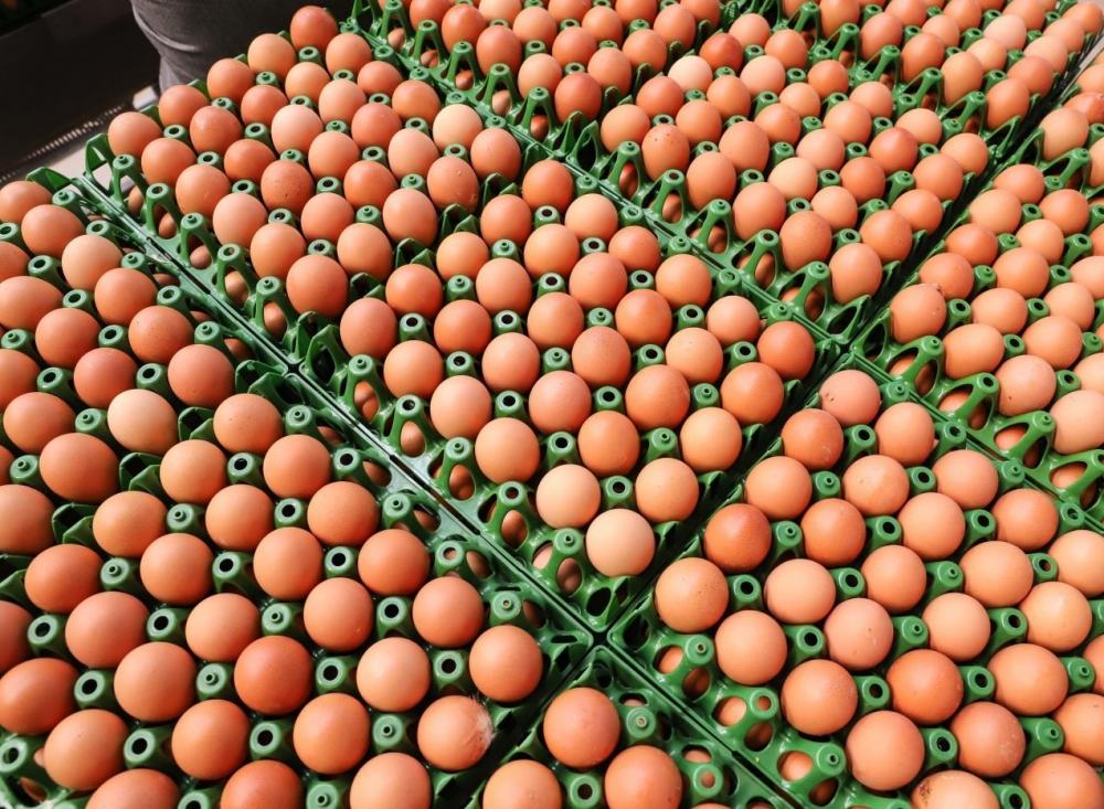 Alto custo de produção fez o preço dos ovos disparar em 2023