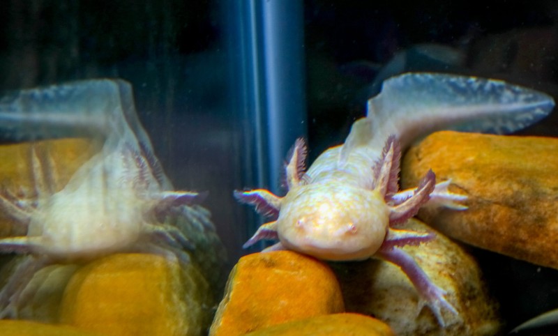 Animais em risco de extinção ganham cuidados especiais no Zoo de Brasília