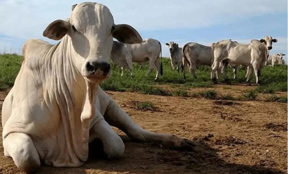 Mapa investiga caso suspeito de vaca louca no Brasil