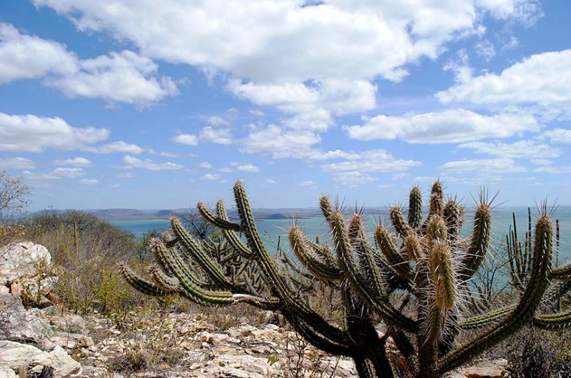 CMA debate criação da Política de Desenvolvimento Sustentável da Caatinga