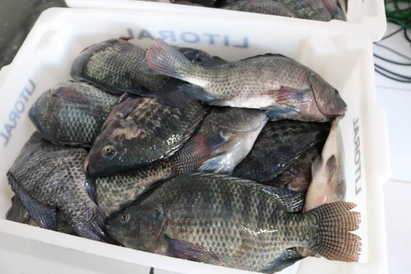 Encontro de produtores de pescado discutirá desafios do setor