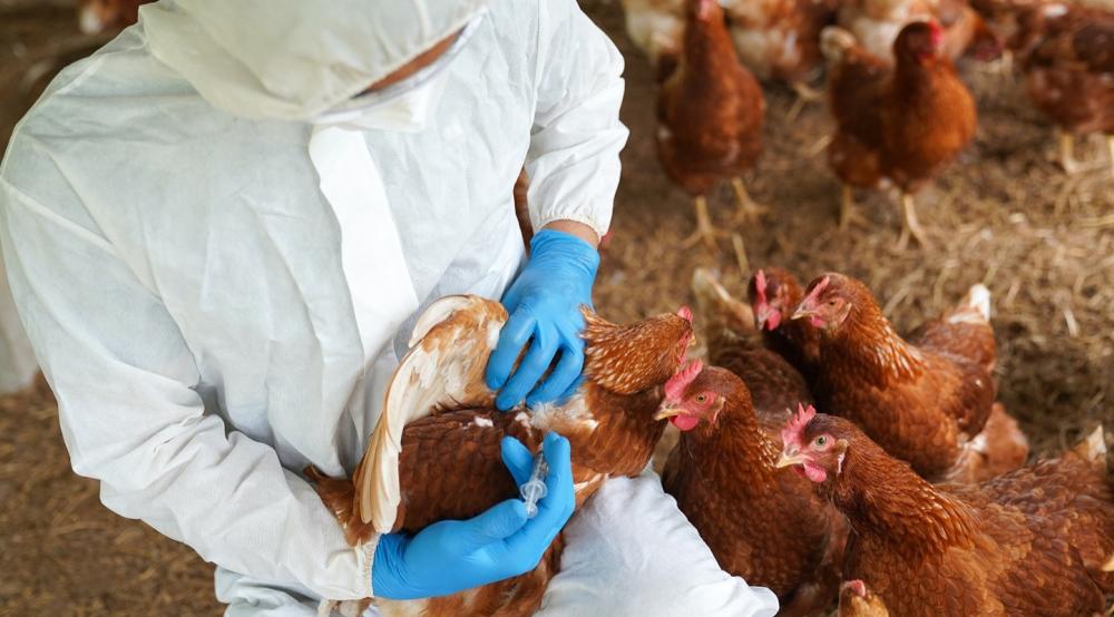 Argentina já tem 9 casos confirmados de gripe aviária