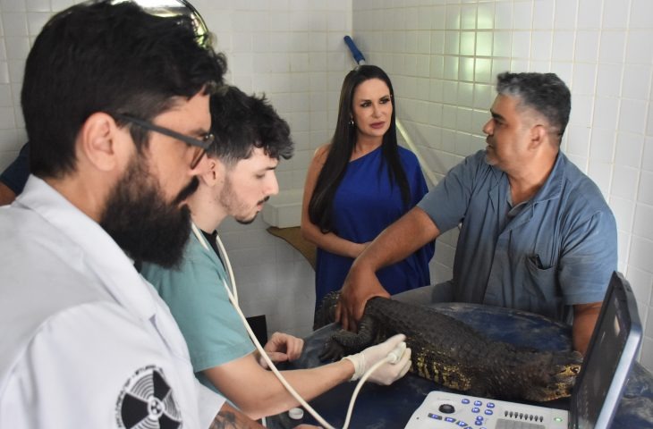 Exame de ultrassom em um dos jacarés pela equipe técnica da UFMS