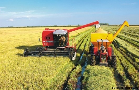Conab estima colheita de arroz em 2,2% nos seis principais estados do país