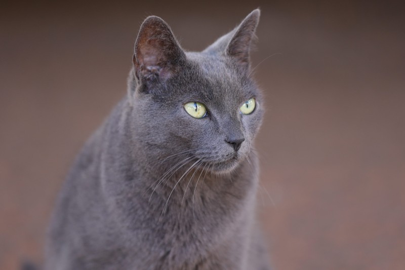 Conheça Fumaça, a mascote do 15º Grupamento de Bombeiro Militar